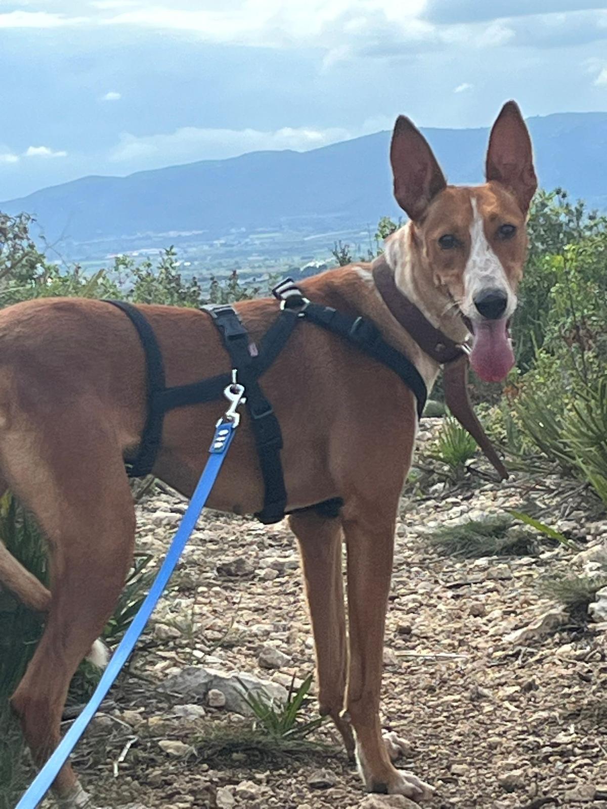 Podenco mit Leine in Spanien