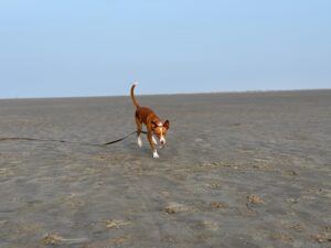 Podenco Rüde Rudi am Strand mit Horizont