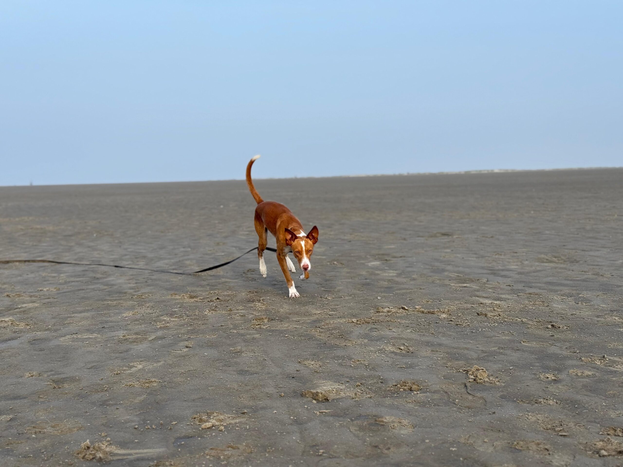 Podenco Rüde Rudi am Strand mit Horizont